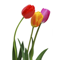 kap4_oppg6_tulipan.jpg