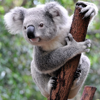 koala.jpg