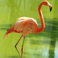 flamingo.jpg